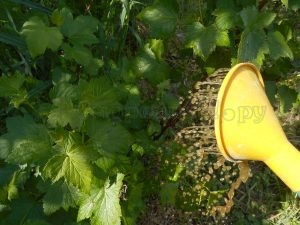 Профилактика болезней и вредителей смородины. %D0%A4%D0%BE%D1%82%D0%BE %E2%84%968%D0%B0 1. Профилактика болезней и вредителей смородины фото. Профилактика болезней и вредителей смородины-%D0%A4%D0%BE%D1%82%D0%BE %E2%84%968%D0%B0 1. картинка Профилактика болезней и вредителей смородины. картинка %D0%A4%D0%BE%D1%82%D0%BE %E2%84%968%D0%B0 1. Практически все дачники выращивают на своем участке различные сорта смородины. Существует мнение, что смородина неприхотлива и не требует особых навыков выращивания и ухода, однако, чтобы урожай вас всегда радовал своим обилием, советуем уделять кустам смородины должное внимание. Сегодня мы подробно расскажем о том, как проводится профилактика заболеваний смородины.