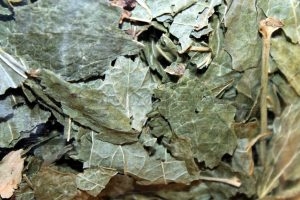 Полезные свойства листьев смородины