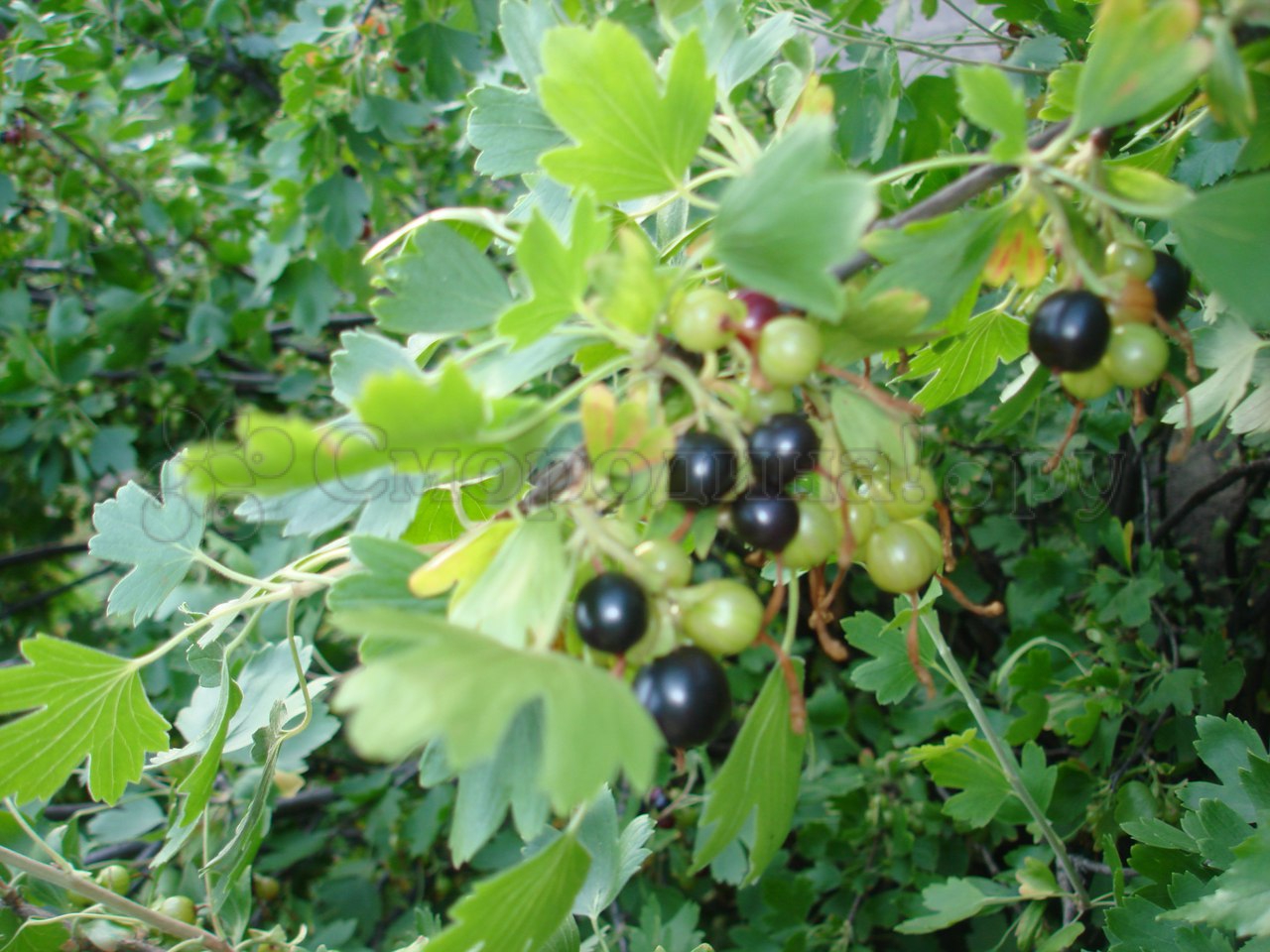 Йошта - гибрид смородины и крыжовника - история и особенности.