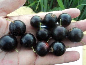 Размер ягоды черной смородины сорта Биг Бен